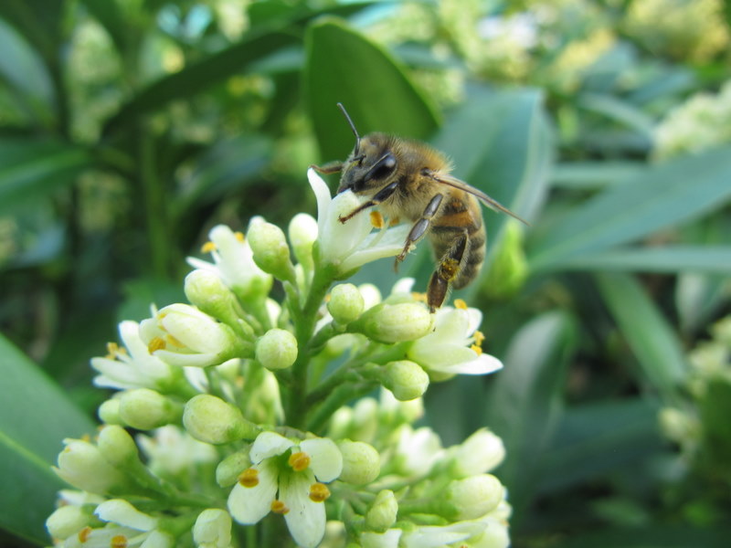 Een bij aan het werk op de skimmia