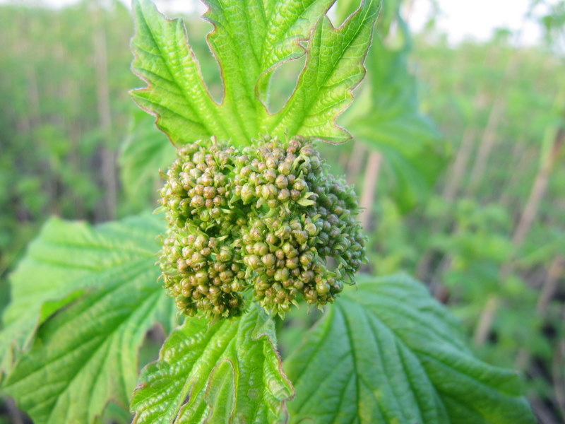 Viburnum twee weken voor de oogst