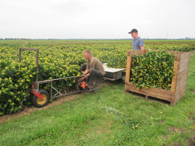 oogst-hypericum-met-nieuwe-oogstmachine