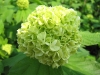 Viburnum (sneeuwbal)