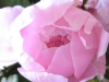 pioenroos-roze-mooi