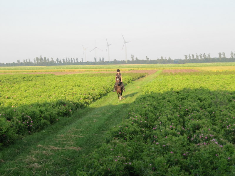 Paardrijden op de kwekerij