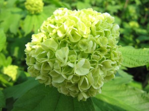 Viburnum is klaar voor de oogst